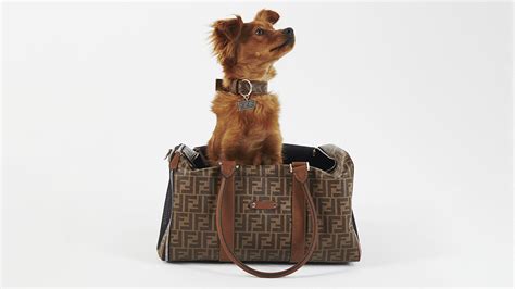 fendi for dogs|Fendi pet line.